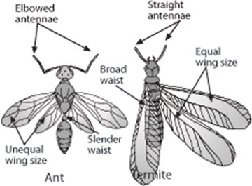 Winged termites and winged ants