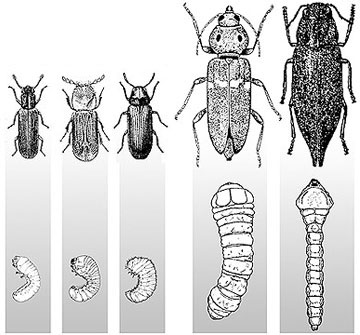 wood borer insect