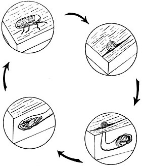 Wood-damaging beetles life cycle