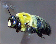 Carpenter bee