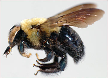 Carpenter bee