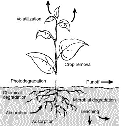 Three major fate processes of pesticides