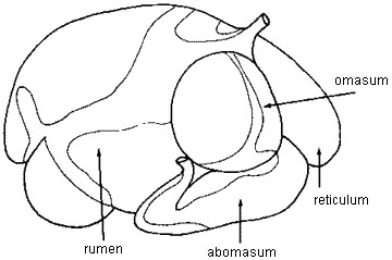 Normal bovine stomach, right view