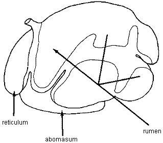 Bovine. Divisions of stomach, left view