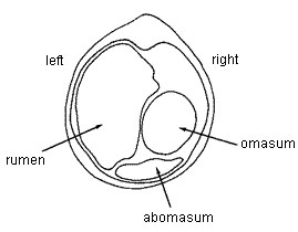 Normal position of abomasum on right side