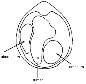 Abomasum displaced to the left of rumen