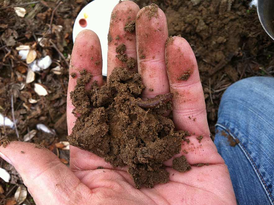 A handful of Delta-region soil.