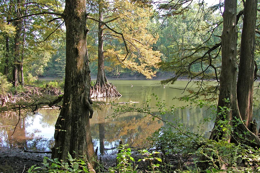 A natural oxbow lake surrounded by cypress forest.