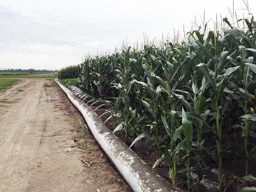 A lay-flat plastic pipe along a row of corn.