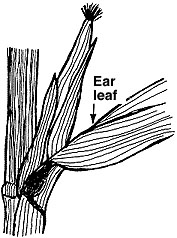 The entire ear or shoot leaf