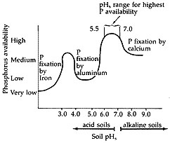 The availability of phosphorus is affected by soil salt pH