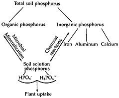 Soil phosphorus forms and plant uptake