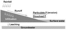 Potential pathways for phosphorus loss from agricultural fields