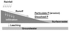 Potential pathways for phosphorus loss