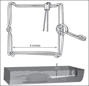 The No. 110 body-grip trap