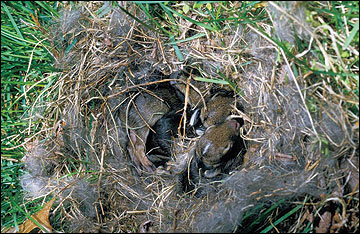 The doe scrapes out a shallow nest