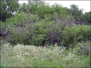 A combination of shrubs and hinge-cut live trees