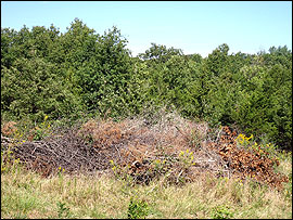 Brush piles