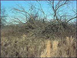 Brush piles