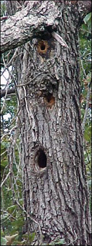 Den trees and snags provide important habitats and sources of food and cover for many wildlife species in Missouri