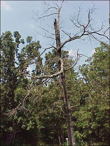 Den trees and snags provide important habitats and sources of food and cover for many wildlife species in Missouri