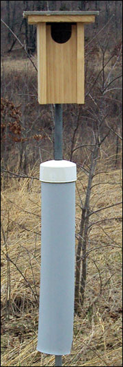 Predator guards prevent predators from invading these bluebird nest boxes