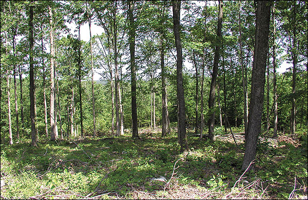 Stand of oaks