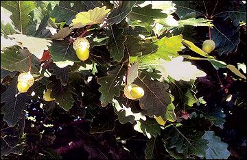 Acorns on a leaf cluster