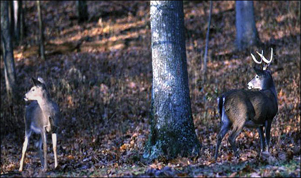 Oaks provide food and cover for numerous wildlife species