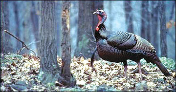 Oaks provide food and cover for numerous wildlife species