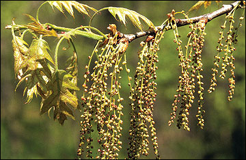 Oak flowers