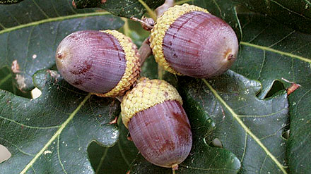 three acorns in a leaf cluster