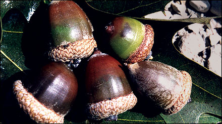 five acorns on a fallen leaf