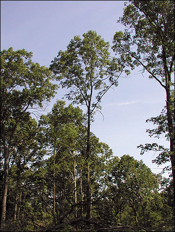 These oaks were the dominant trees in the canopy