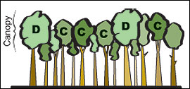 Dominant (D) and codominant (C) trees have larger crowns and get more sunlight than other trees in the stand