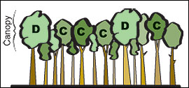 illustration showing larger crowns on dominant and codominant trees