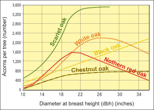 Average acorn production of trees in relation to their diameter at breast height