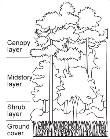 The vertical structure of a forest consists of four layers