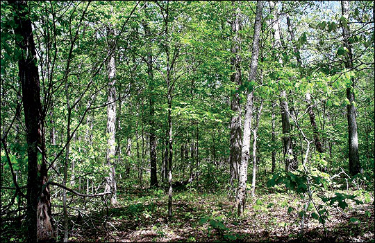 The vertical structure of a forest consists of four layers