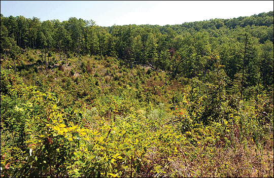 Clearcutting allows for a new crop of trees