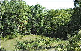 Small group openings within the forest can benefit wildlife