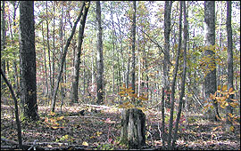 Small group openings within the forest can benefit wildlife