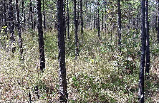 Thinning a stand of timber can improve the growth of the remaining trees