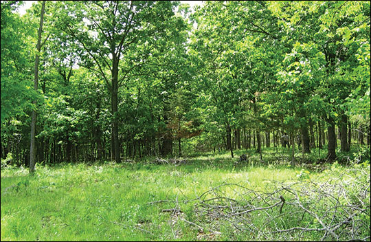 The closed canopy of trees on the left that has little herbaceous vegetation at the ground layer