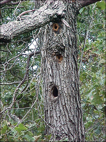 Den trees provide wildlife with nesting sites and cover