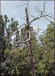 The "hard" edge between this timber stand and pasture could be "softened" through management practices