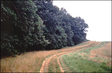 The "hard" edge between this timber stand and pasture could be "softened" through management practices