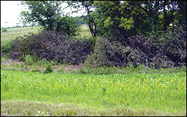 A nonforested edge can be improved for wildlife