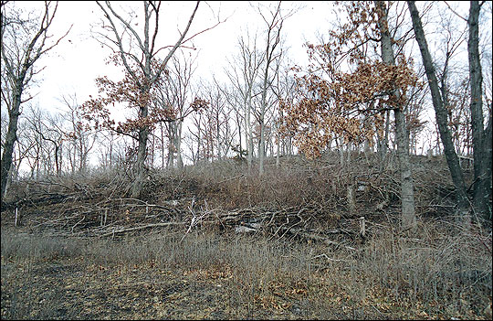 Brush piles created near field edges provide escape cover