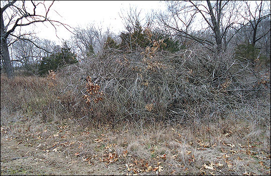 Hinge-cut trees and other types of downed-tree structures created near field edges provide escape cover for wildlife